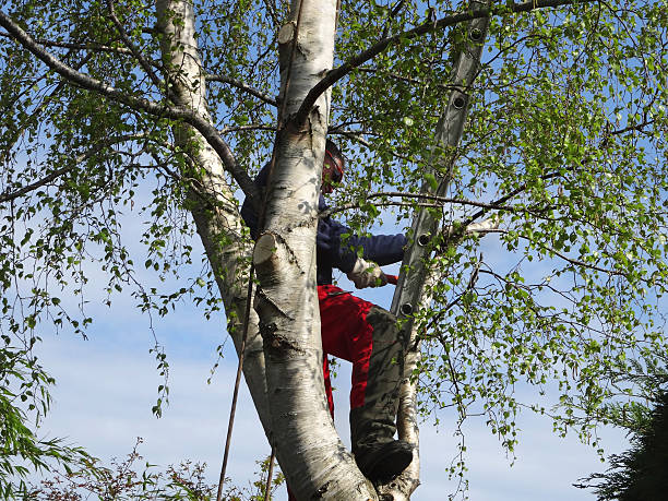 Best Root Management and Removal  in Burlington, WI